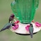 Victor Perky-Pet Hummingbird 32 oz Glass/Metal Cactus Top-Fill Bird Feeder 5 ports 9111-2 - alternate 4